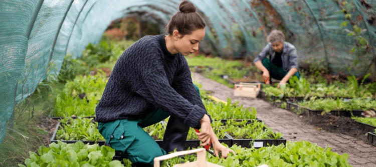 Mulheres trabalhando em um cultivo de hortaliças em estufa, focadas em suas atividades de jardinagem e plantio.